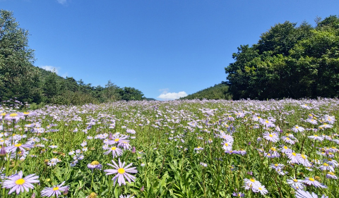 해당파일이미지